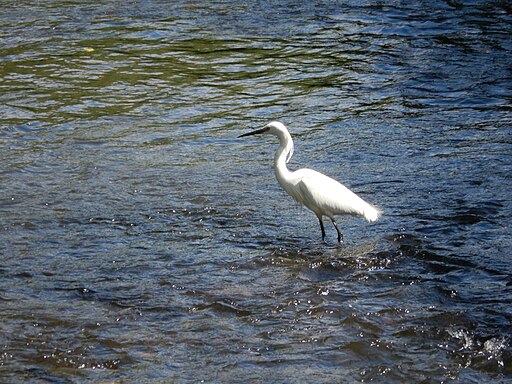 Little egret on River Wey at Moor Park 5