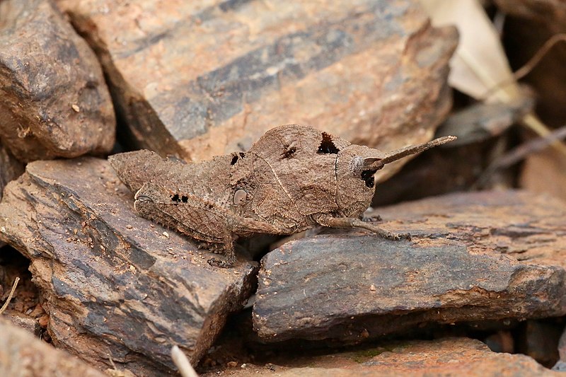 File:Lobosceliana sp. (Pamphagidae) — female (48567812977).jpg