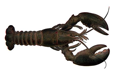 Tập_tin:Lobster_NSRW_rotated2.jpg