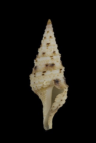 <i>Lophiotoma picturata</i> Species of gastropod