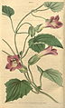 Lophospermum scandens – Curtis 65 pl. 3650 orig.jpg