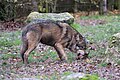 * Nomination: Loup commun au parc animalier de Sainte-Croix. --Musicaline 07:10, 22 September 2021 (UTC) * * Review needed