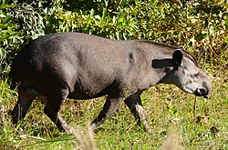 Lowland Tapir (Tapirus terrestris) male (27546923604).jpg