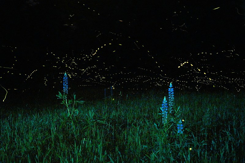 File:Lupines and Fireflies No. 4 (14505155544).jpg