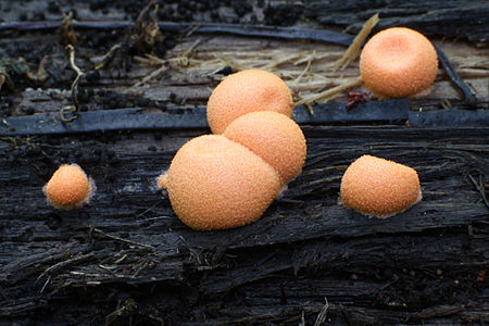 Wolf's milk slime mould