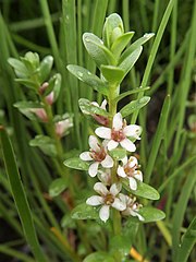 花は葉腋につく。淡紅色の花冠状のものは萼裂片で花冠はない。雄蕊は萼裂片と互生する。