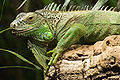 E Grüene Leguan (Iguana iguana)