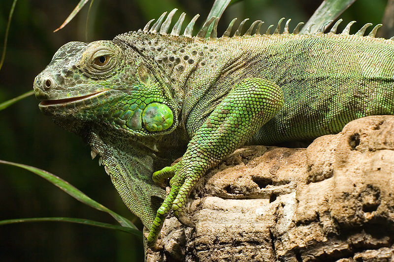what is a green iguana main diet