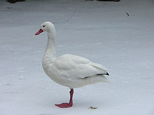 Coscoroba Swan (Coscoroba coscoroba)