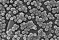 Staphylococcus aureus