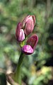 Ophrys tenthredinifera