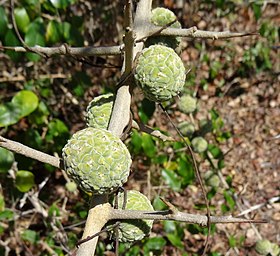 Maclura Africana: Opis, Uporaba, Sinonimi