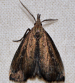 Macrochilo orciferalis - Bronzy Macrochilo Moth (16035131526).jpg