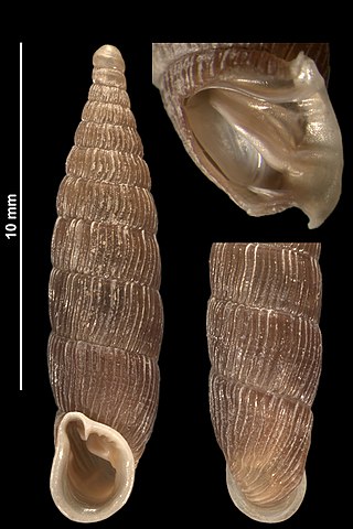 <i>Macrogastra attenuata</i> Species of gastropod