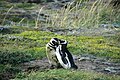 Magellanic Penguins (Spheniscus magellanicus), Seno Otway, Chile.