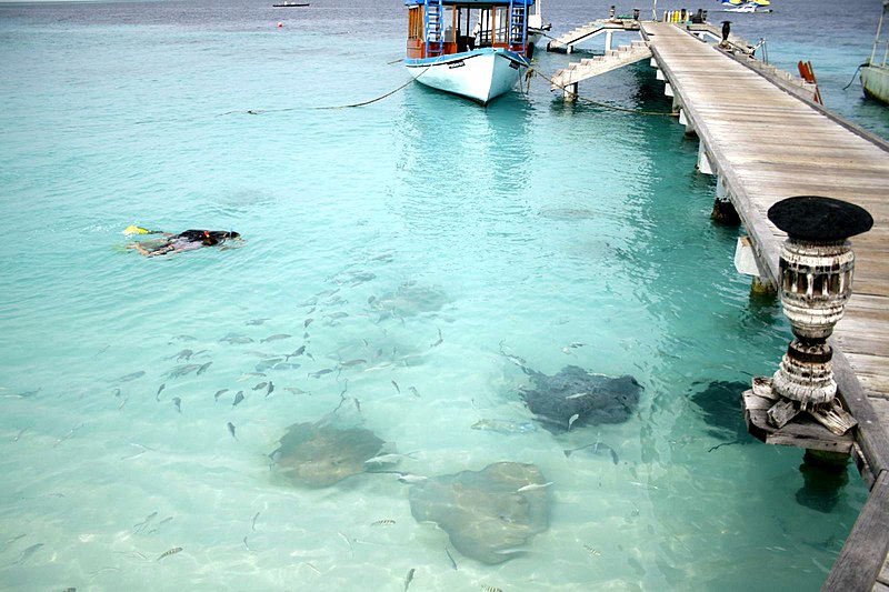 File:Maldives animals 8.jpg
