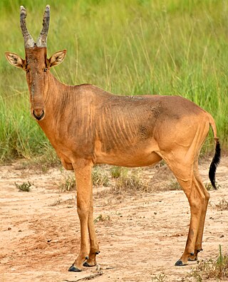 <span class="mw-page-title-main">Lelwel hartebeest</span>