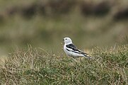 Снігова пуночка (Plectrophenax nivalis)