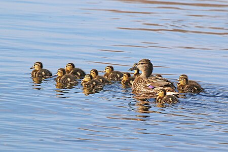 Mallard duck and 12 chicks