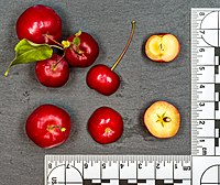 Malus Floribunda jm53971.jpg