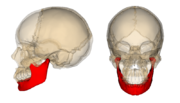 下顎骨のサムネイル