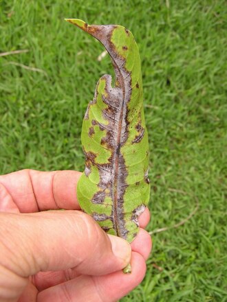 A close up of an infected mango leaf Mango powdery mildew mycelium leaf surface 1.jpg