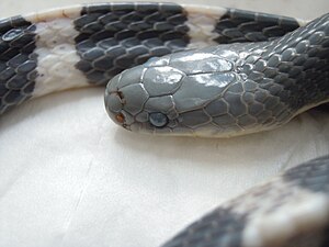 Many-Banded Krait