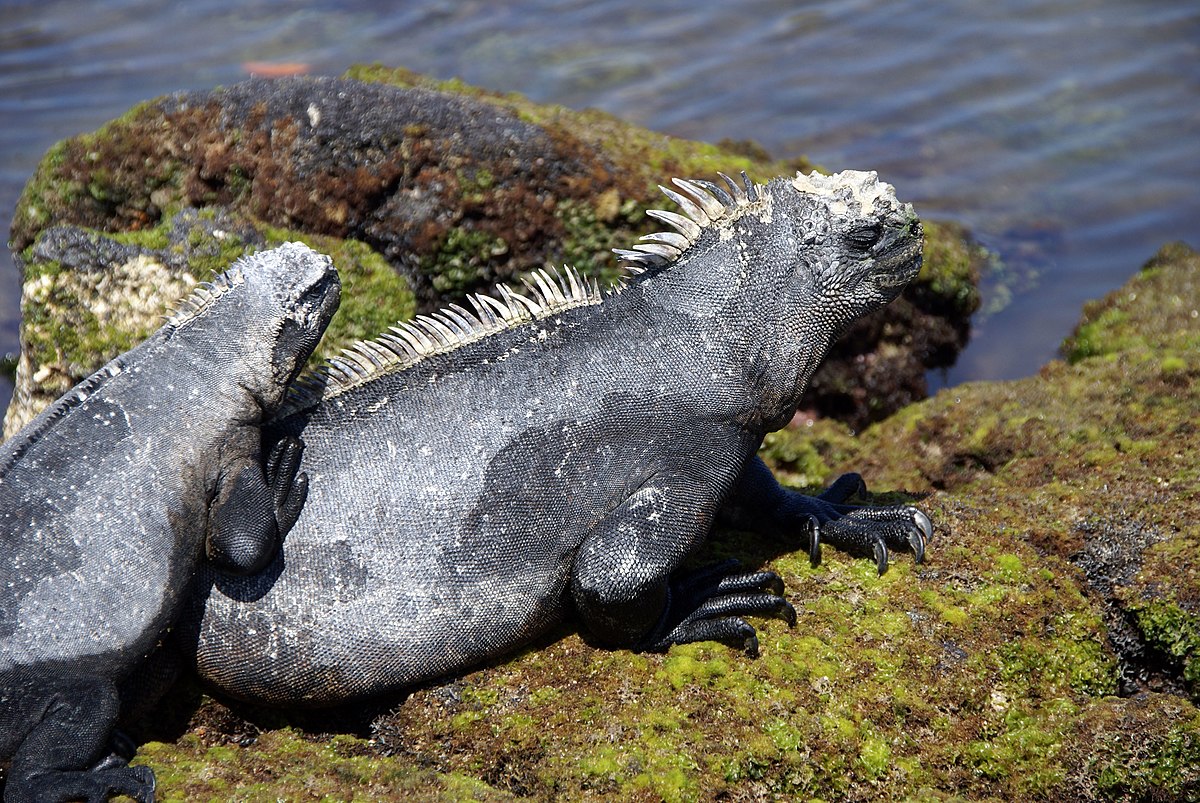 ウミイグアナ Wikipedia