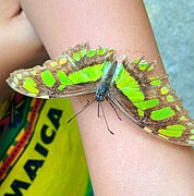 Una Mariposa Malaquita en el Mariposario, sorbiendo chocolate líquido de un brazo.