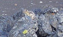 Golden-mantled ground squirrel at Devil's Orchard