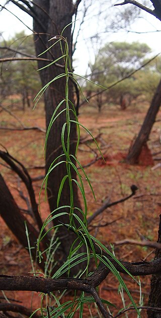 <i>Leichhardtia australis</i> Species of plant