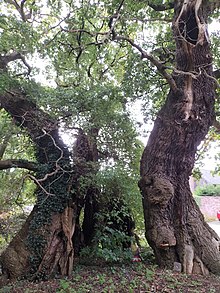 Oak - Wikipedia