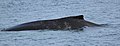 Humpback whale Baleine à bosse
