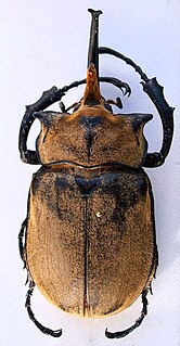 <i>Megasoma occidentale</i> Species of beetle