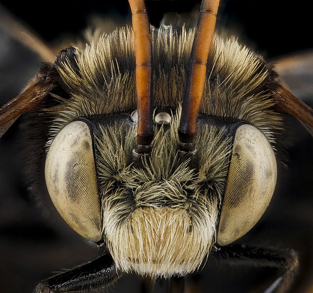 File:Melissodes bimaculata?, M, face, Florida, Miami-Dade County 2013-02-21-14.15.10 ZS PMax (8505031189).jpg