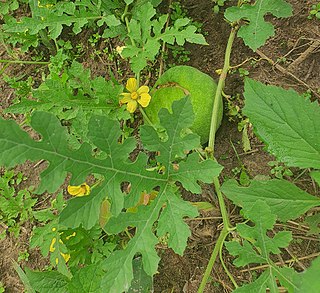 <i>Melothria sphaerocarpa</i> Species of fruit and plant