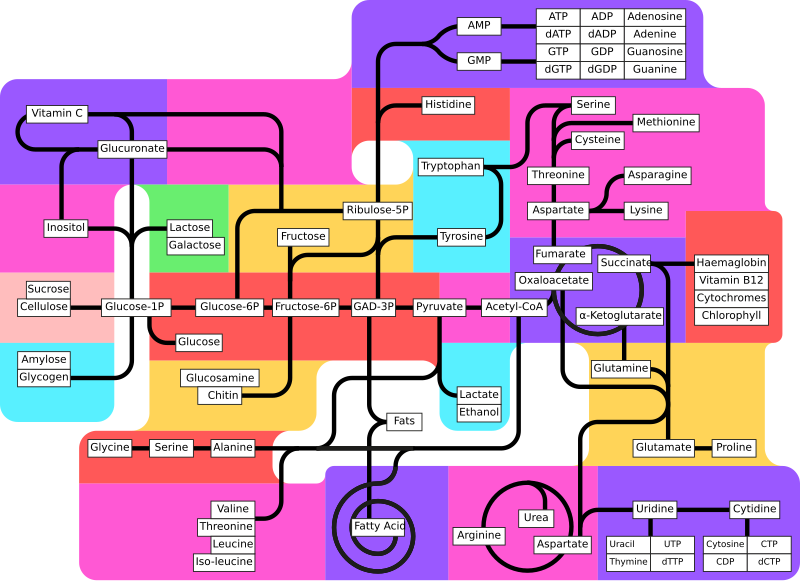 File:Metabolism pathways (partly labeled).svg