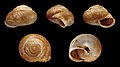 * Nomination Shell of a small Greek land snail, Metafruticicola_redtenbacheri --Llez 05:58, 30 April 2012 (UTC) * Promotion Good quality. --Raghith 06:14, 30 April 2012 (UTC)