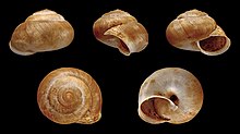 Metafruticicola redtenbacheri 01.JPG