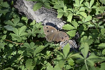 Minois dryas (Grand Nègre des bois)