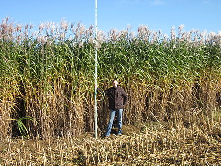 Miscanthus × giganteus