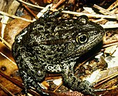 The dusky gopher frog Mississippi gopher frog.jpg