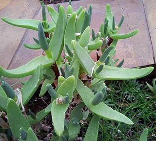 <i>Mitrophyllum</i> Genus of succulents