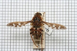 <i>Moegistorhynchus longirostris</i> Species of fly