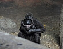Mother gorilla with 10-day-old infant Moka with baby gorilla at Pittsburgh Zoo 8, 2012-02-17.jpg