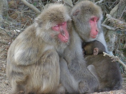 A family of Monkeys in Monkey Park Iwatayama