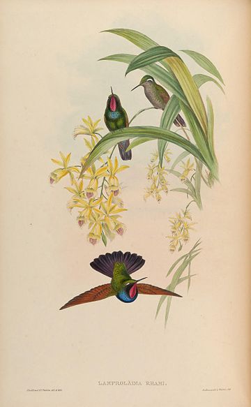 Colibrí de gorja granat