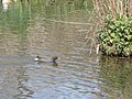 A Moor Hen, seen at Towngate Park, Newport, Isle of Wight.