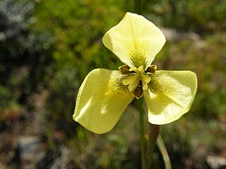 <i>Moraea bellendenii</i> Species of flowering plant