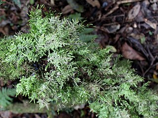 <i>Eurhynchium praelongum</i> Species of moss